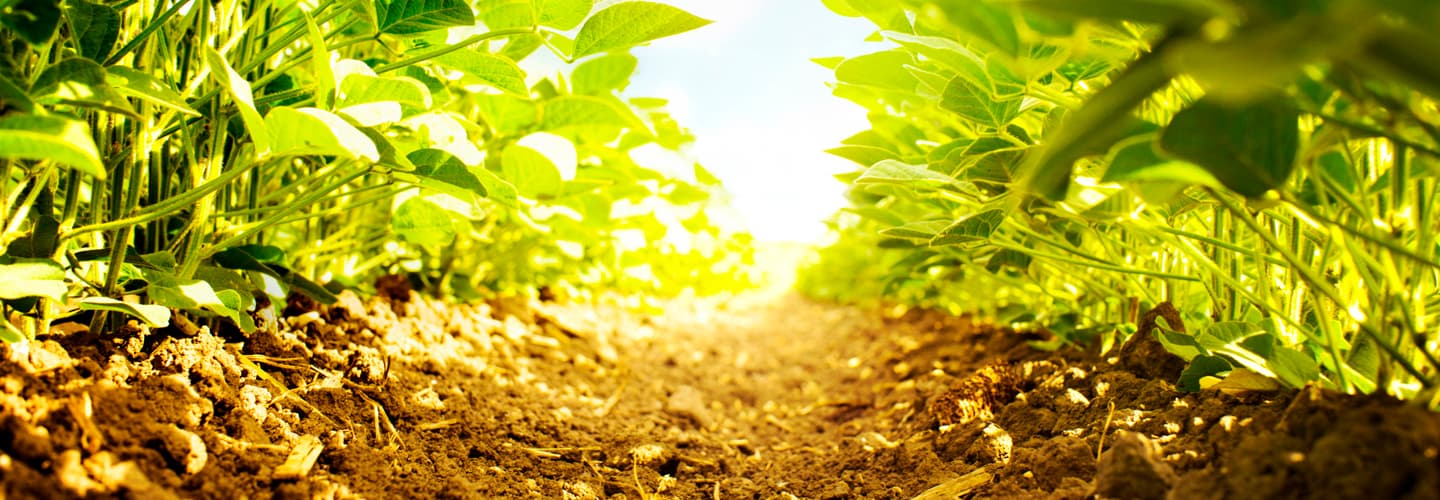 From Disease to Looming Food Crisis, Gene Editing Could Unlock Solutions to Our Greatest Problems