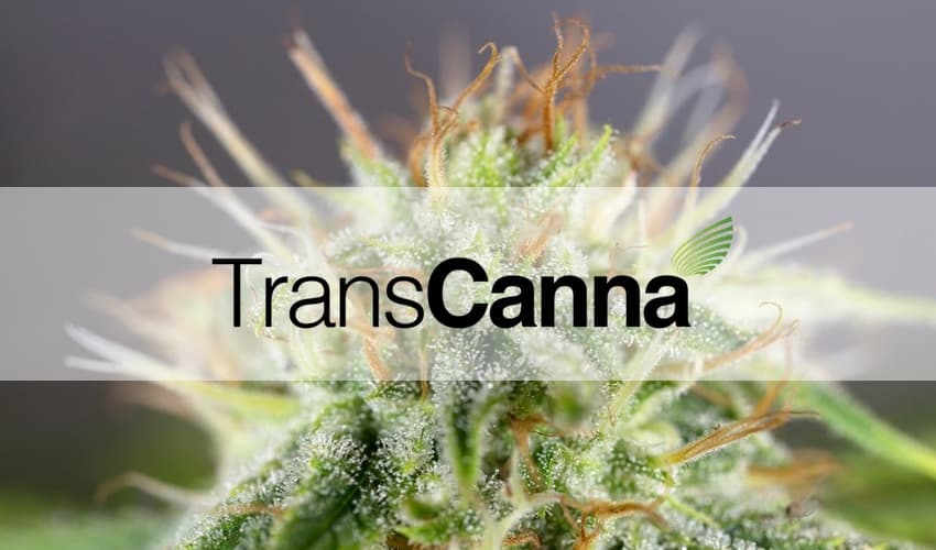 TransCanna Holdings: An Essential Cannabis Player That Has A Promising Outlook