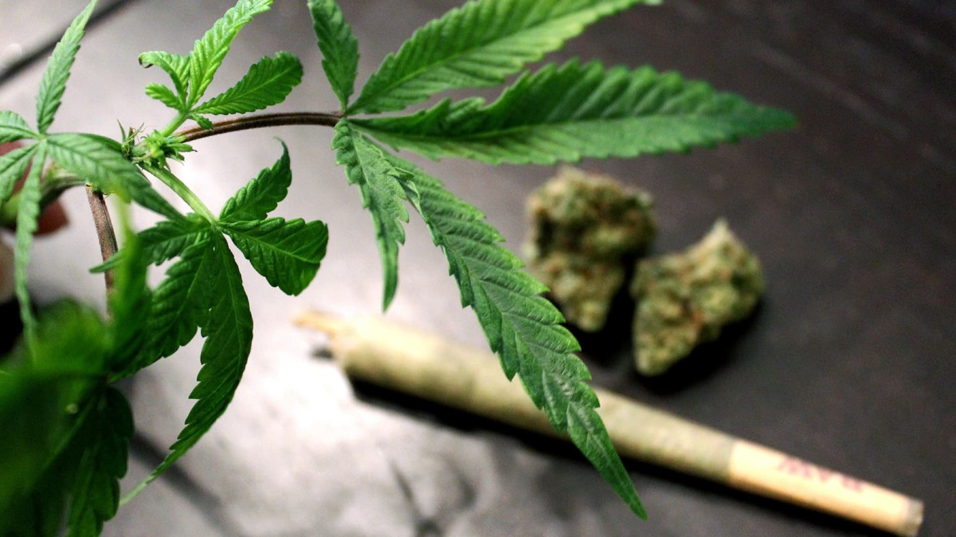 Cannabis use shows substantial risks, no benefits for cardiovascular health; more research is critical