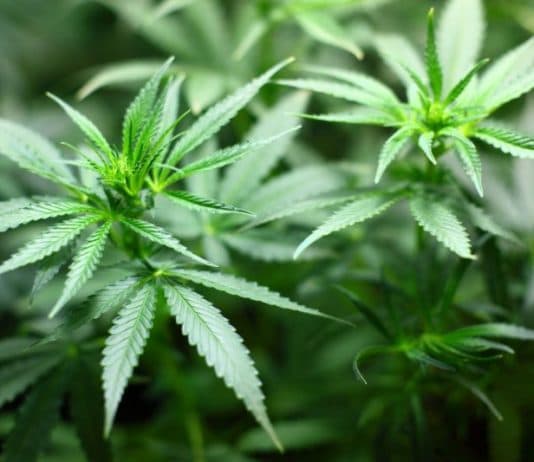 Top Marijuana Stocks 2018, Trending Marijuana Small Cap & Penny Stock