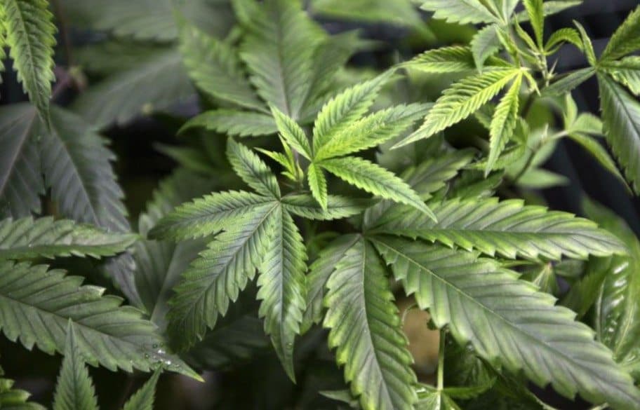 22nd Century Group Inc (NYSEMKT:XXII) Announced Expiry of Crede Warrants