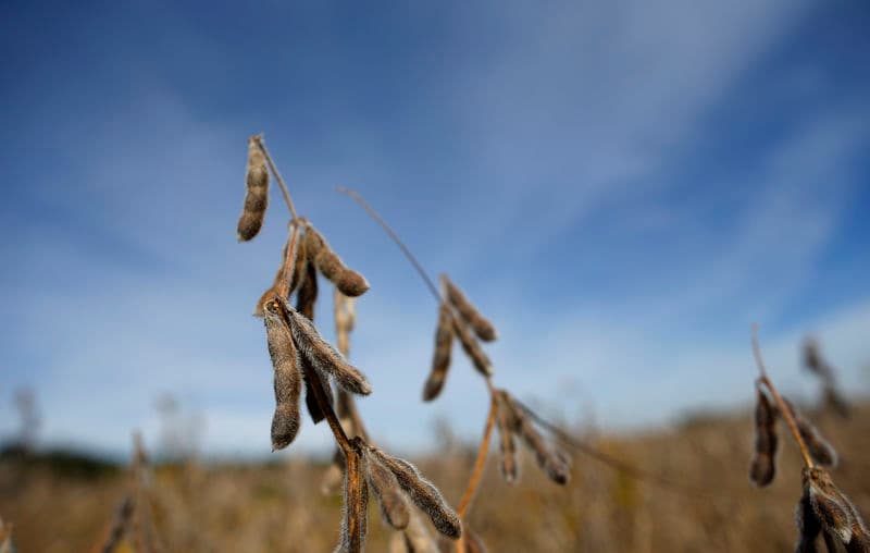 Is China buying U.S. soy? Washington shutdown keeps traders guessing By Reuters