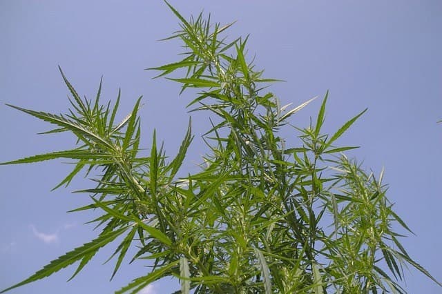 TerrAscend Enters US Hemp-Derived Products Market