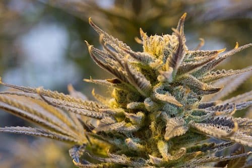 Aphria Chairman Gives Response to Green Growth Offer