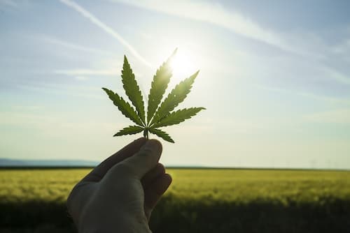 Cannabis Industry Ancillary Businesses Support Market Success