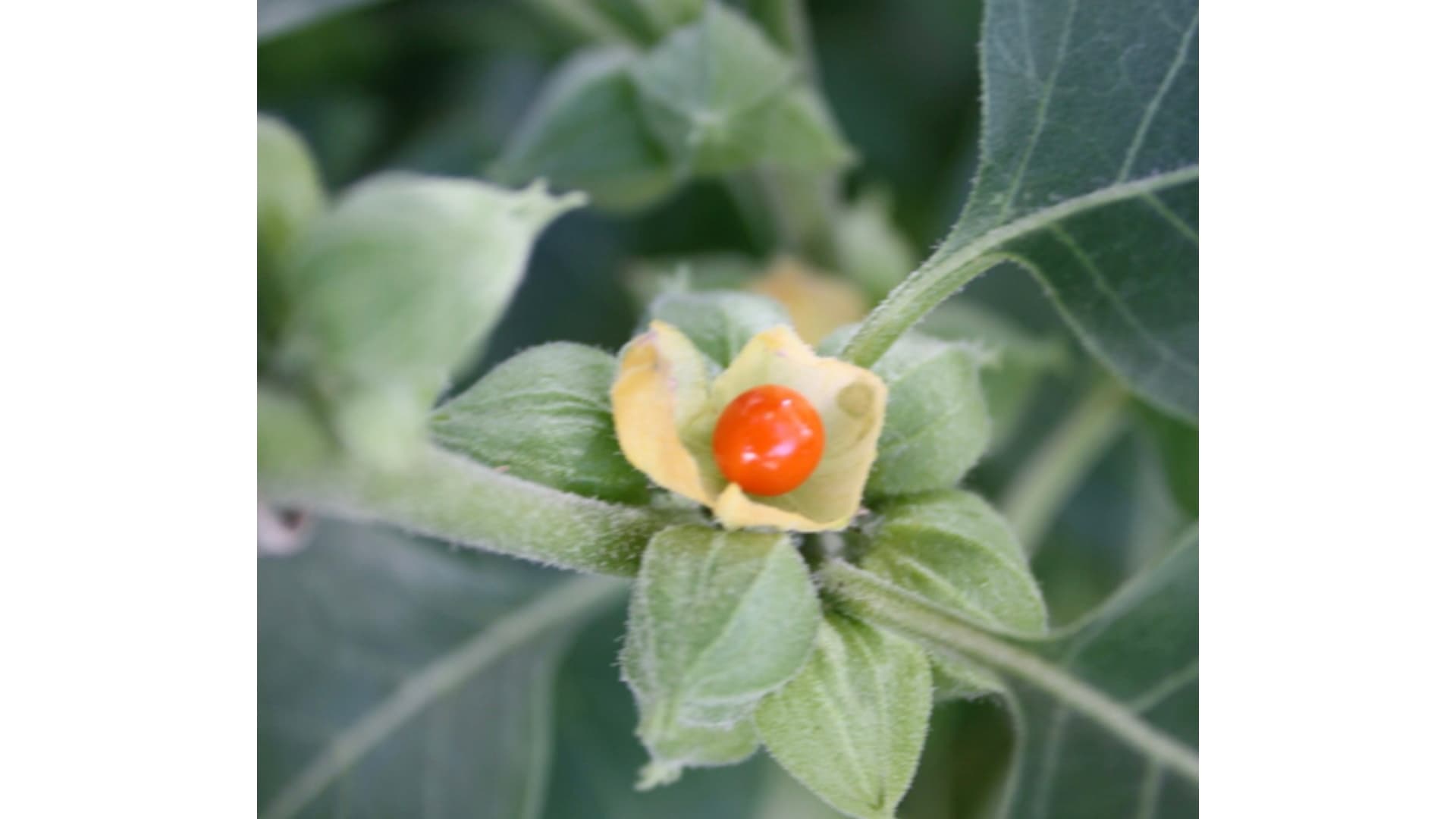 Tauriga Sciences Inc. Commences Development of Ashwagandha Infused Chewing Gum