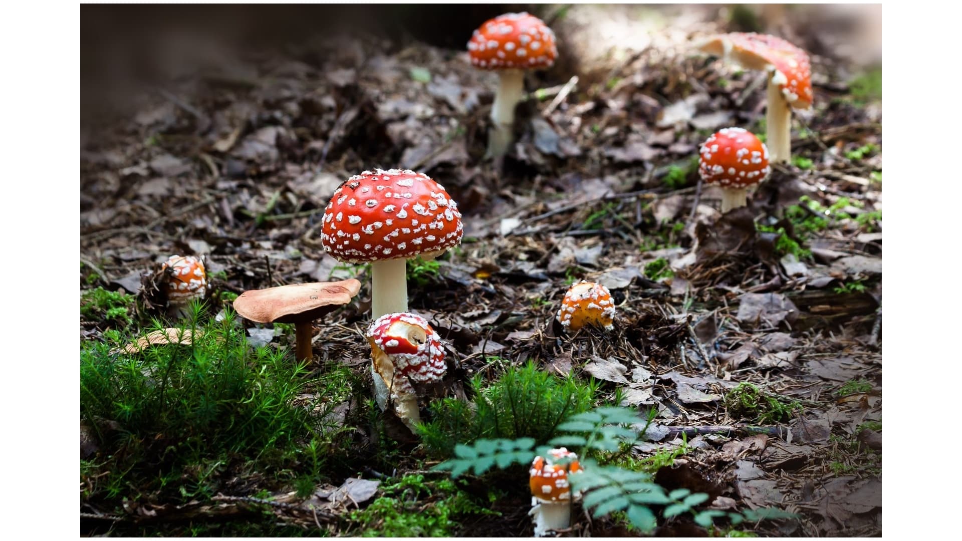 FUNGUSHEAD Introduces Cutting-Edge Microscopy Kits for Psilocybe Mushroom Enthusiasts